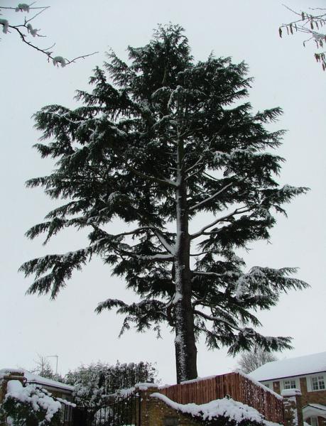 The Big Tree