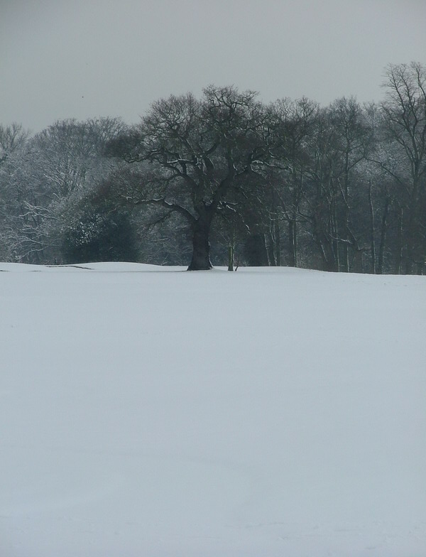 Snow... snow... and a bit more snow...