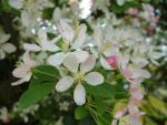 Flowers in the garden