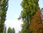 DSC00975