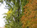 DSC00977