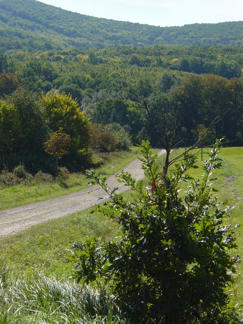 DSC01039