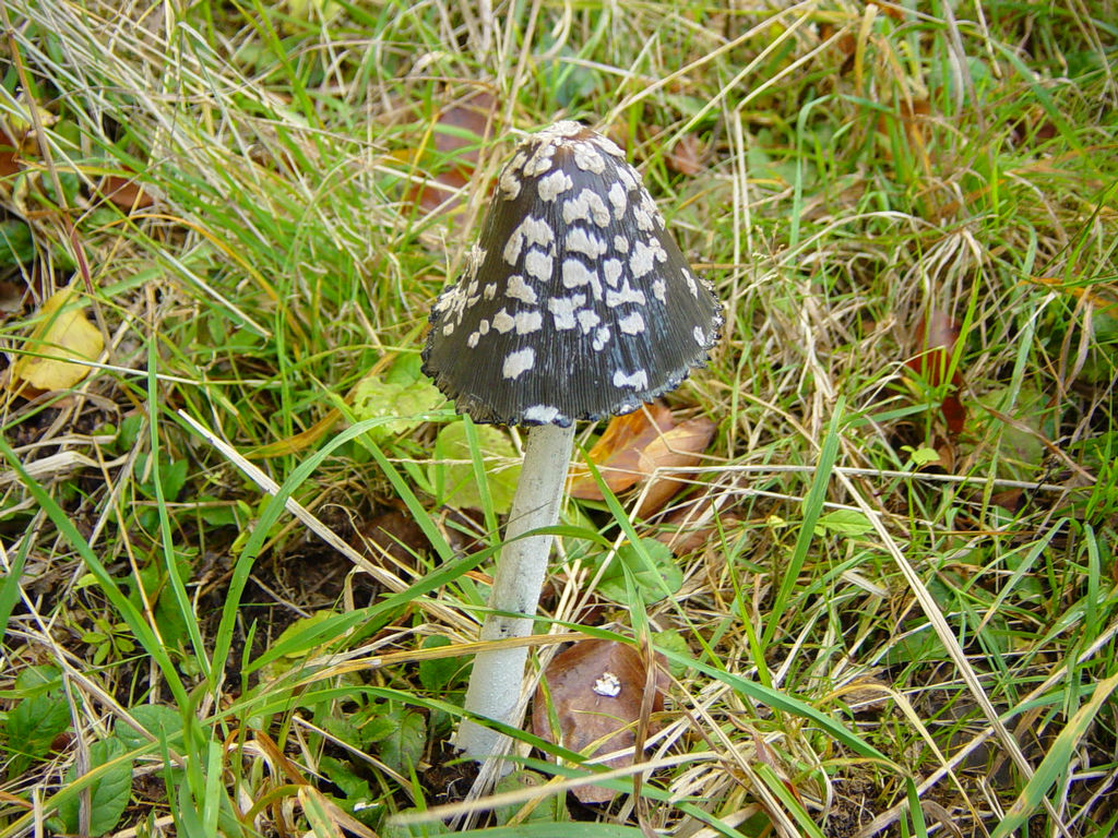DSC01754