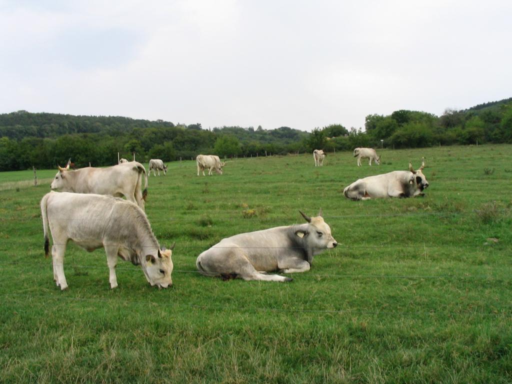 Kép 129.jpg