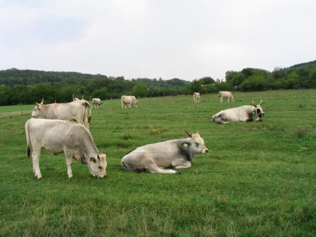 Kép 129.jpg