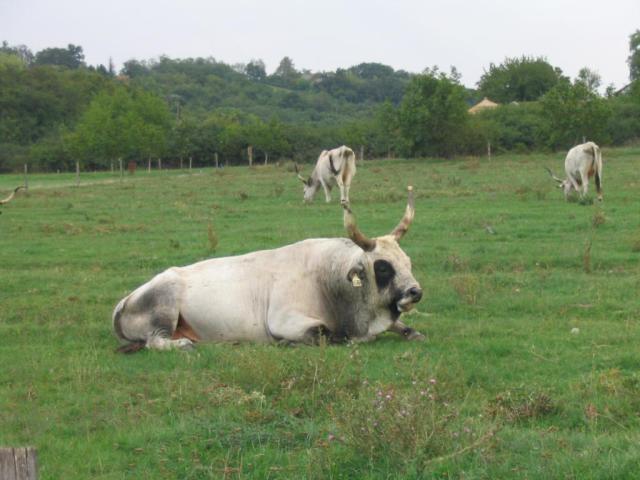 Kép 130.jpg