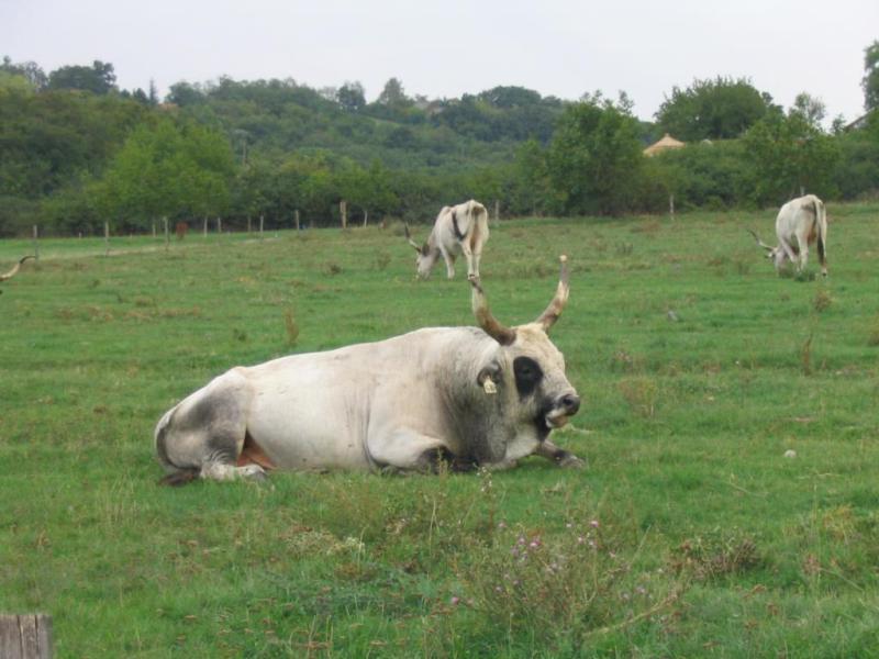 Kép 130.jpg