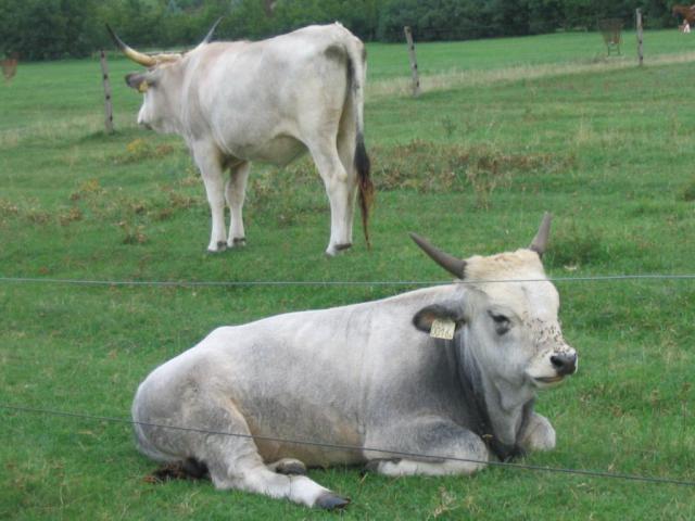 Kép 131.jpg