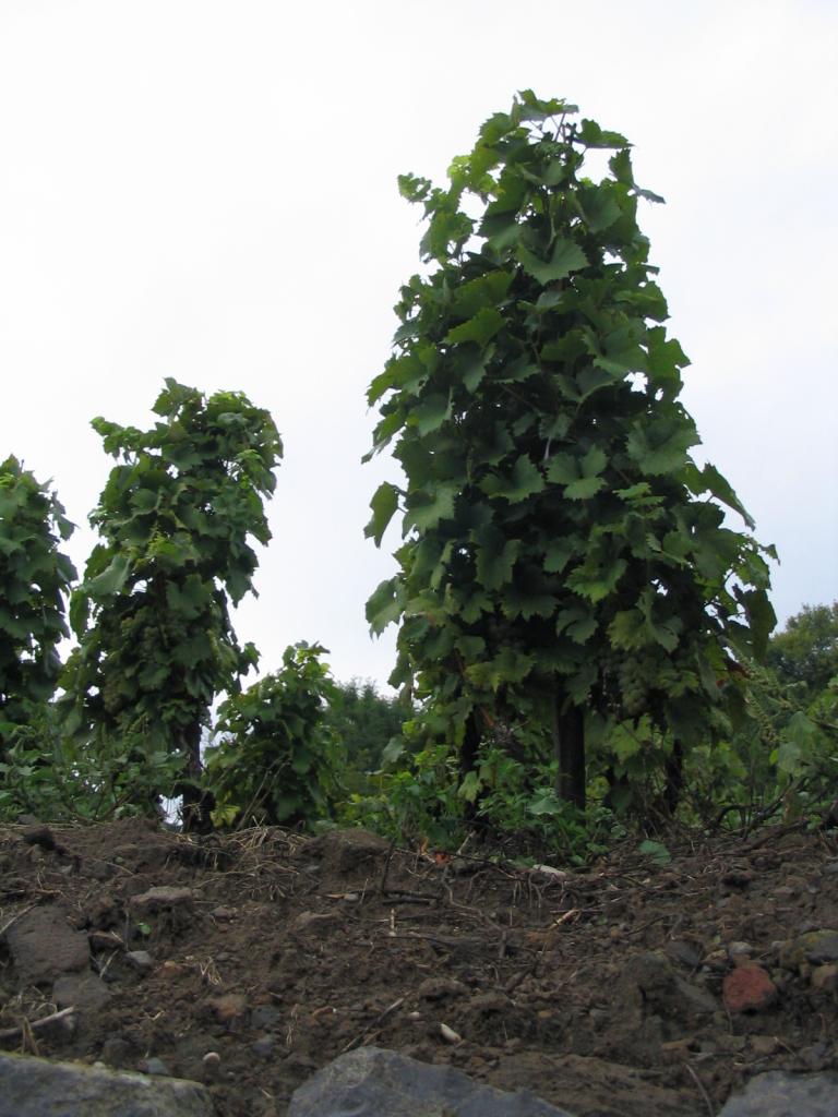 Kép 139.jpg