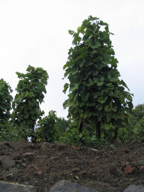 Kép 139.jpg
