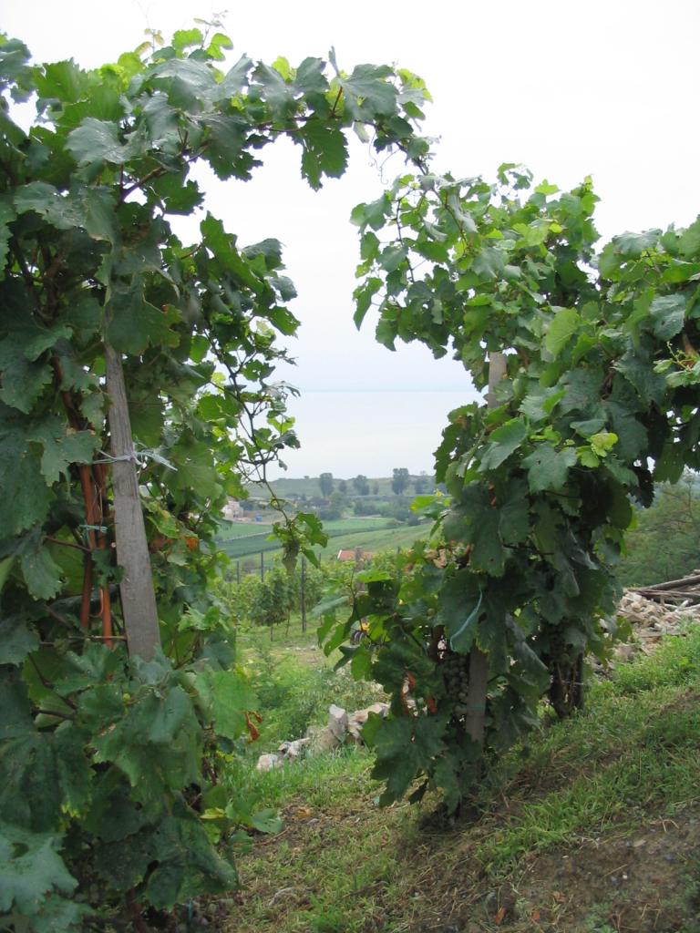 Kép 146.jpg