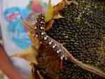 DSC05435.JPG