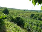 DSC05734.JPG