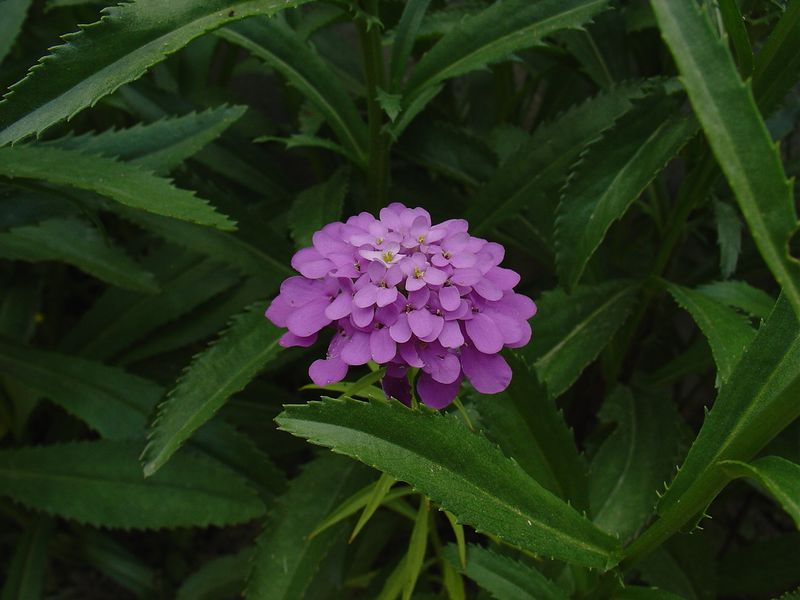 DSC02081.JPG