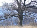 DSC03729.JPG