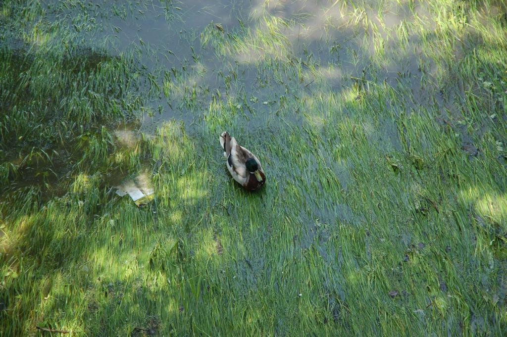 DSC_9485.JPG