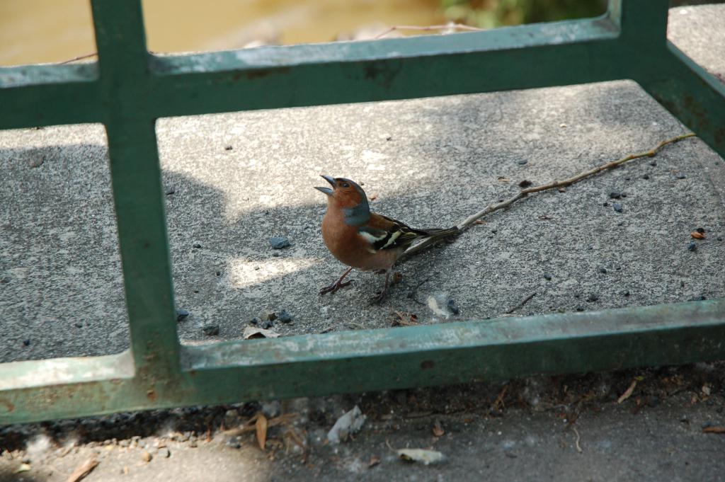DSC_9490.JPG