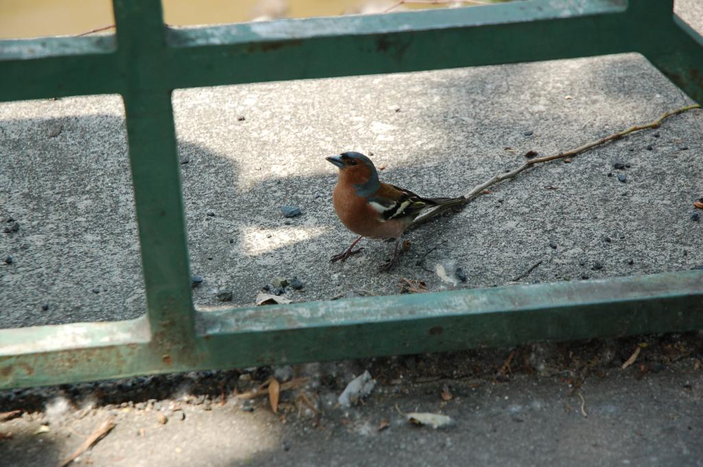 DSC_9491.JPG