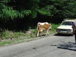 Miközben vártuk, hogy a hegyi autósversenyt befejezzék valahol fent az úton, addig nézelődtünk. A tehén meg kijött leg