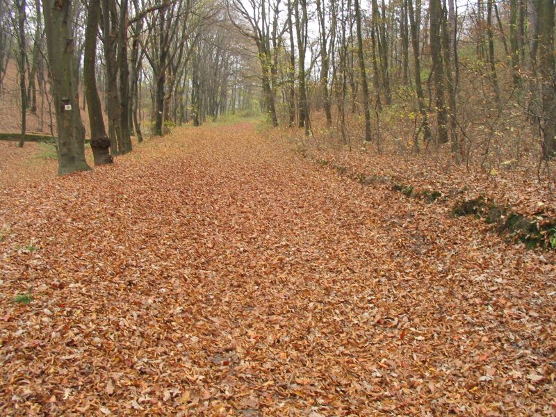 kép 102.jpg