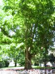 IMG_0055.JPG