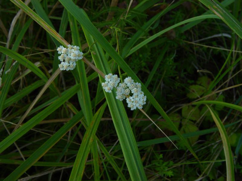 DSC00276