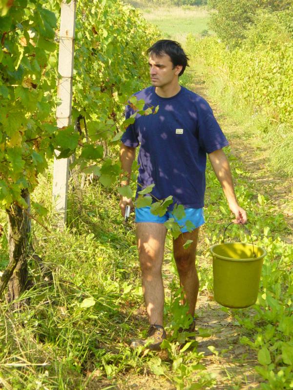 A mérnöki precizitás elkélt a szőlőszemek felkutatásában. Kovács János megtalálta második szőlőszemét.