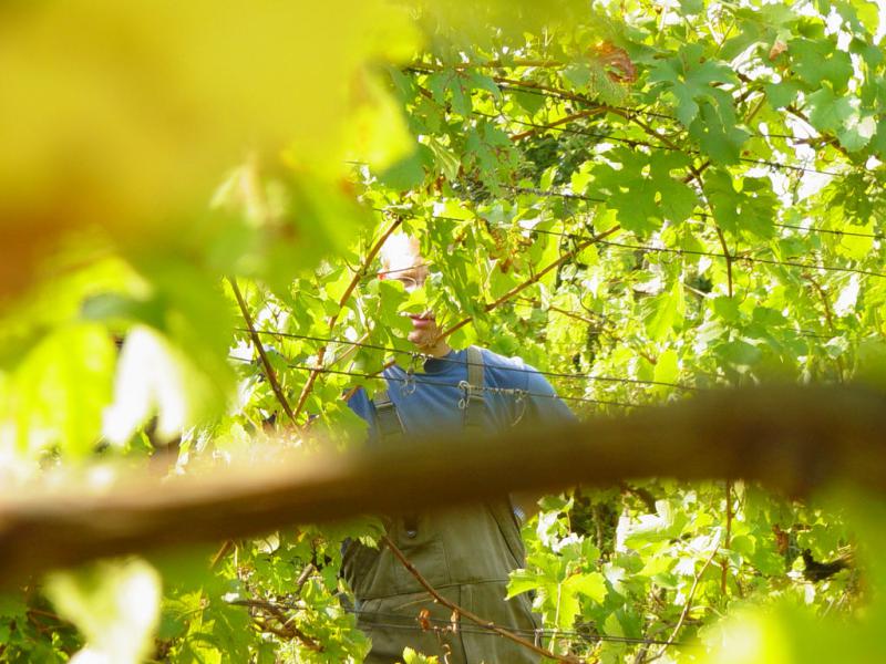 A garden manager előkészíti a projektet.
