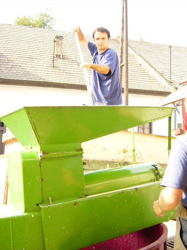 Ez a zöld gép leszedi a szőlő szemeket, és elkülöníti abba a nagy edénybe a zöldtől. Jani behányja vellával a lesz