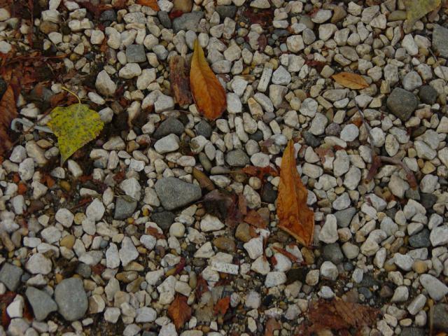 DSC00981