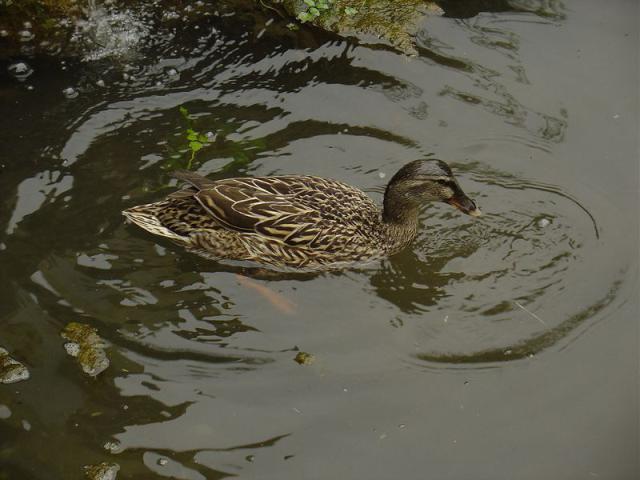 DSC01996.JPG