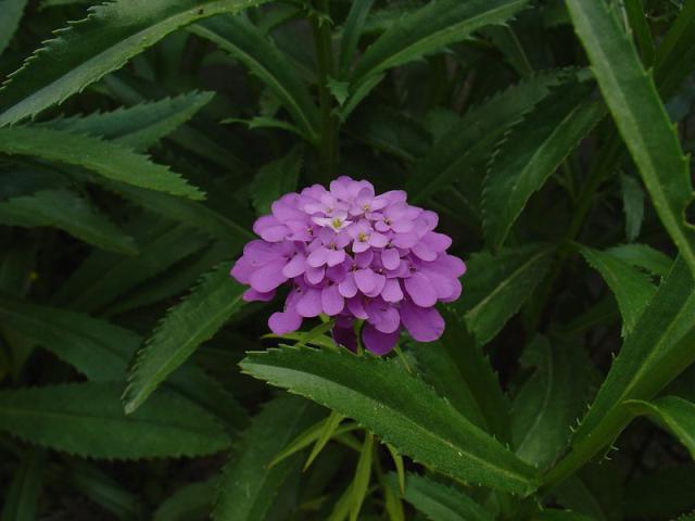 DSC02081.JPG