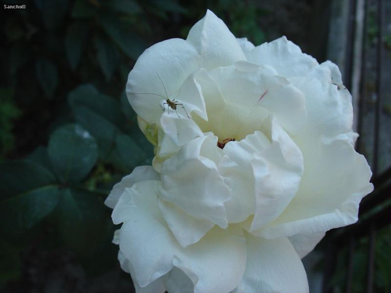DSC05674.JPG