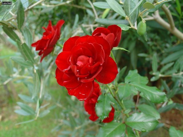 DSC07289.JPG