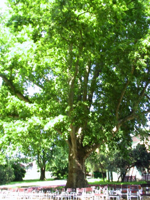 IMG_0055.JPG