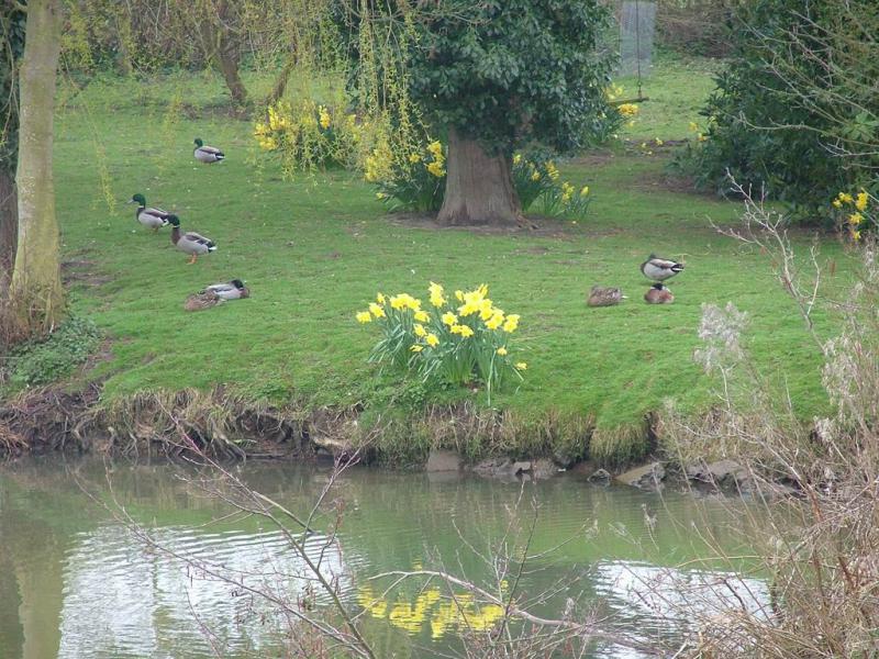 22 Flowers and ducks 03