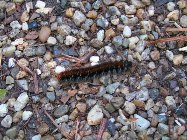 PICT0405.jpg