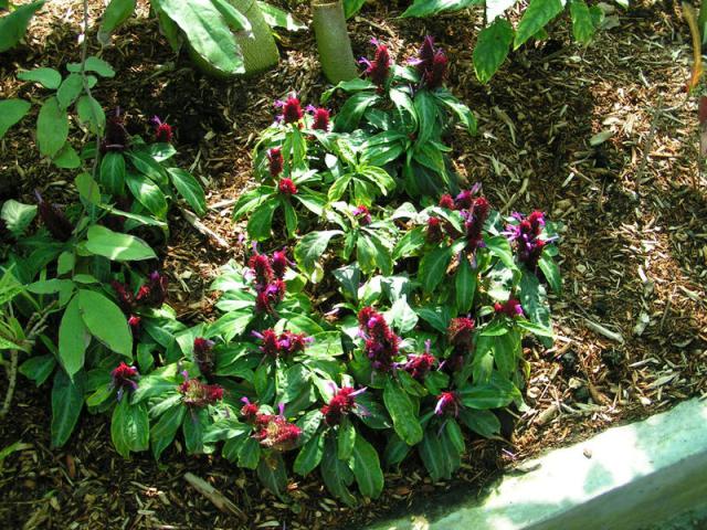 PICT0876.jpg