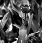tulips_bw.jpg